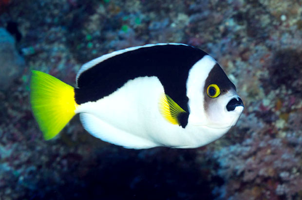 Fishing rod and bait selection for Ballina Angelfish