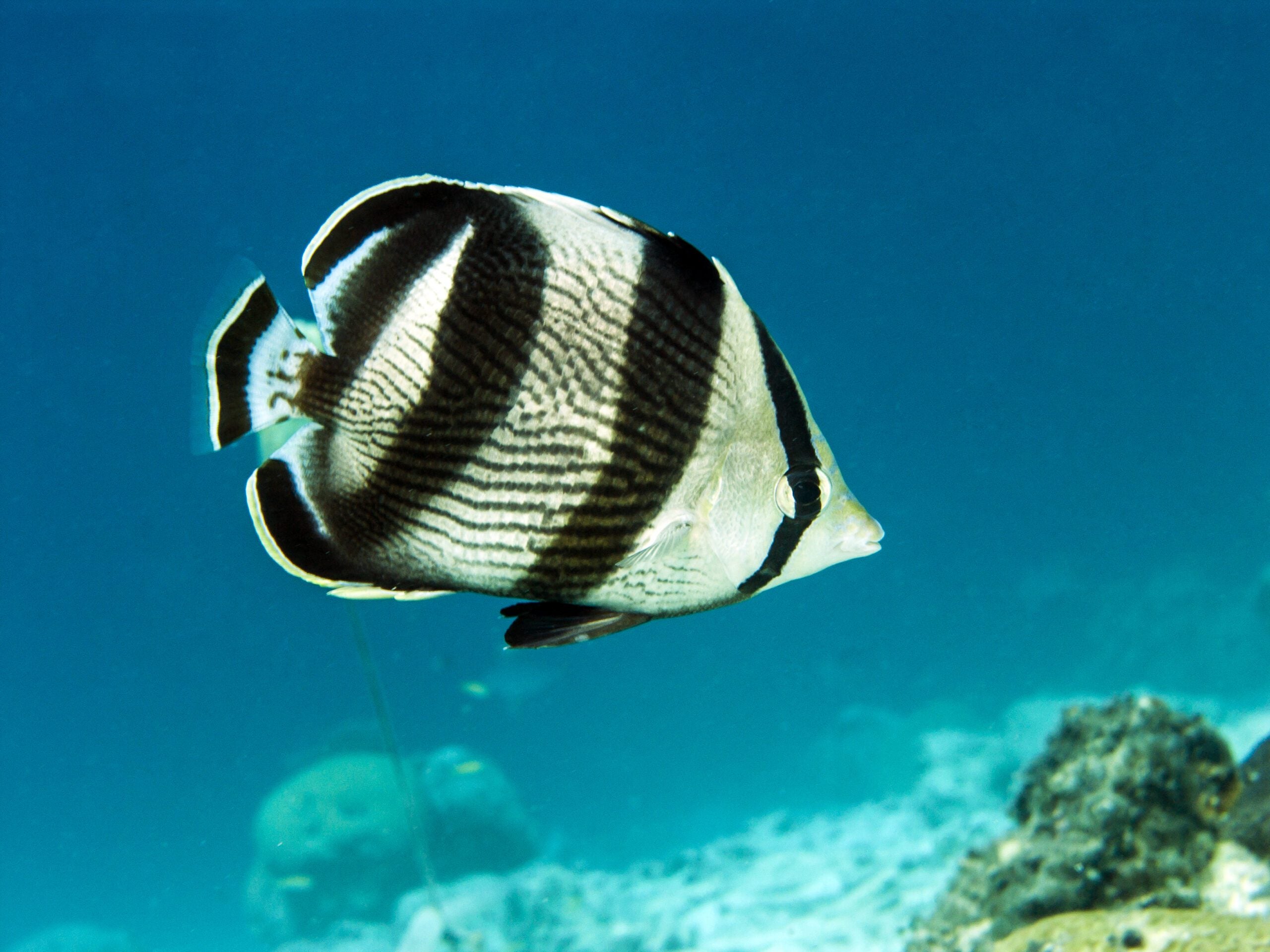 Close-up view showing the distinct black and white banding pattern of Banded Butterfly fish