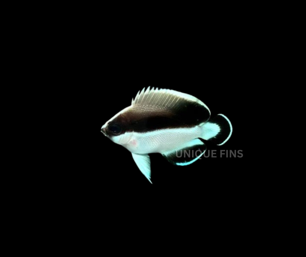 Bandit Angelfish in player's collection showing rarity and value