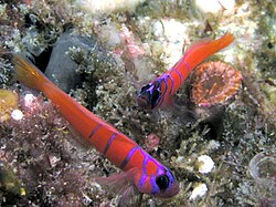 Blue-Banded Goby in-game appearance and habitat