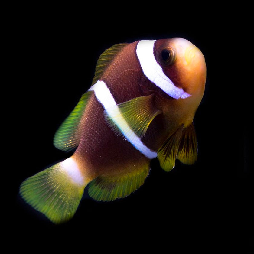 Close-up view of Blumato Clownfish showing detailed blue stripes