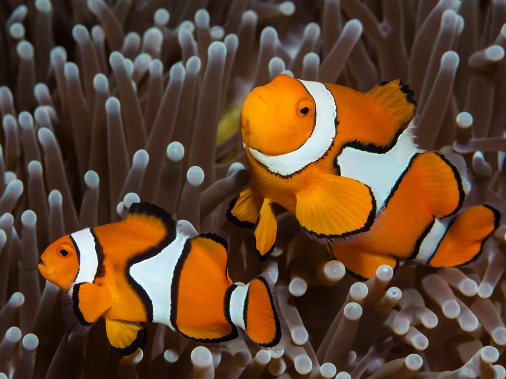 Blumato Clownfish interacting with sea anemones in coral reef