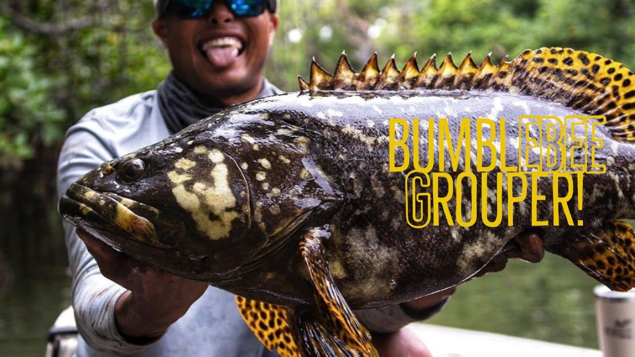 Bumblebee Grouper successfully caught in Fish It game