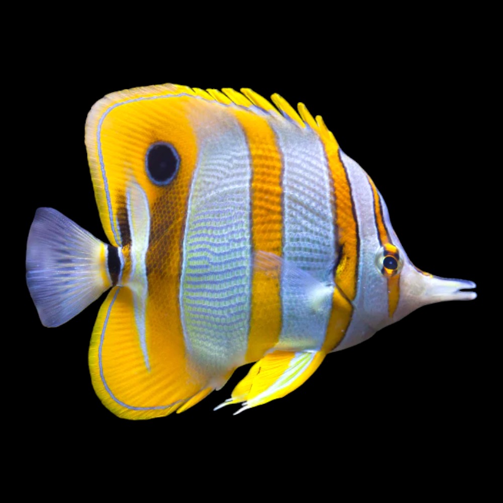 Candy Butterfly fish habitat in tropical coral reef
