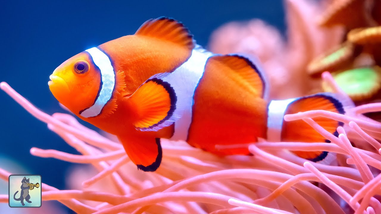 Fish It Clownfish