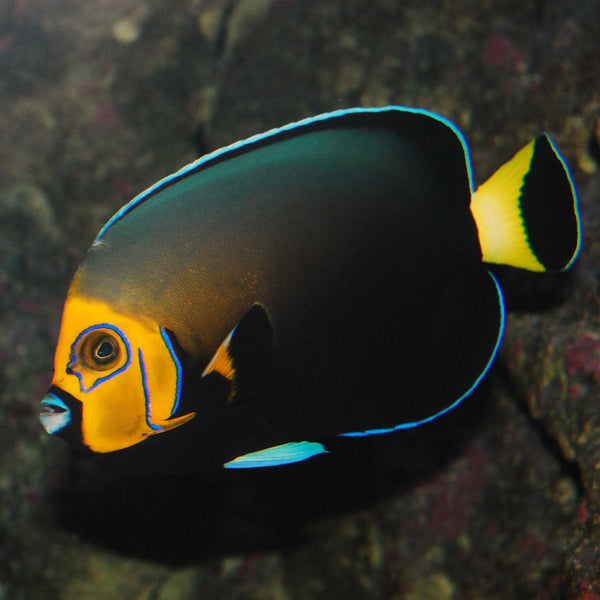 Fish It Conspi Angelfish