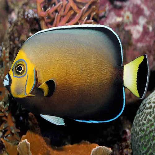 Detailed view of Conspi Angelfish patterns