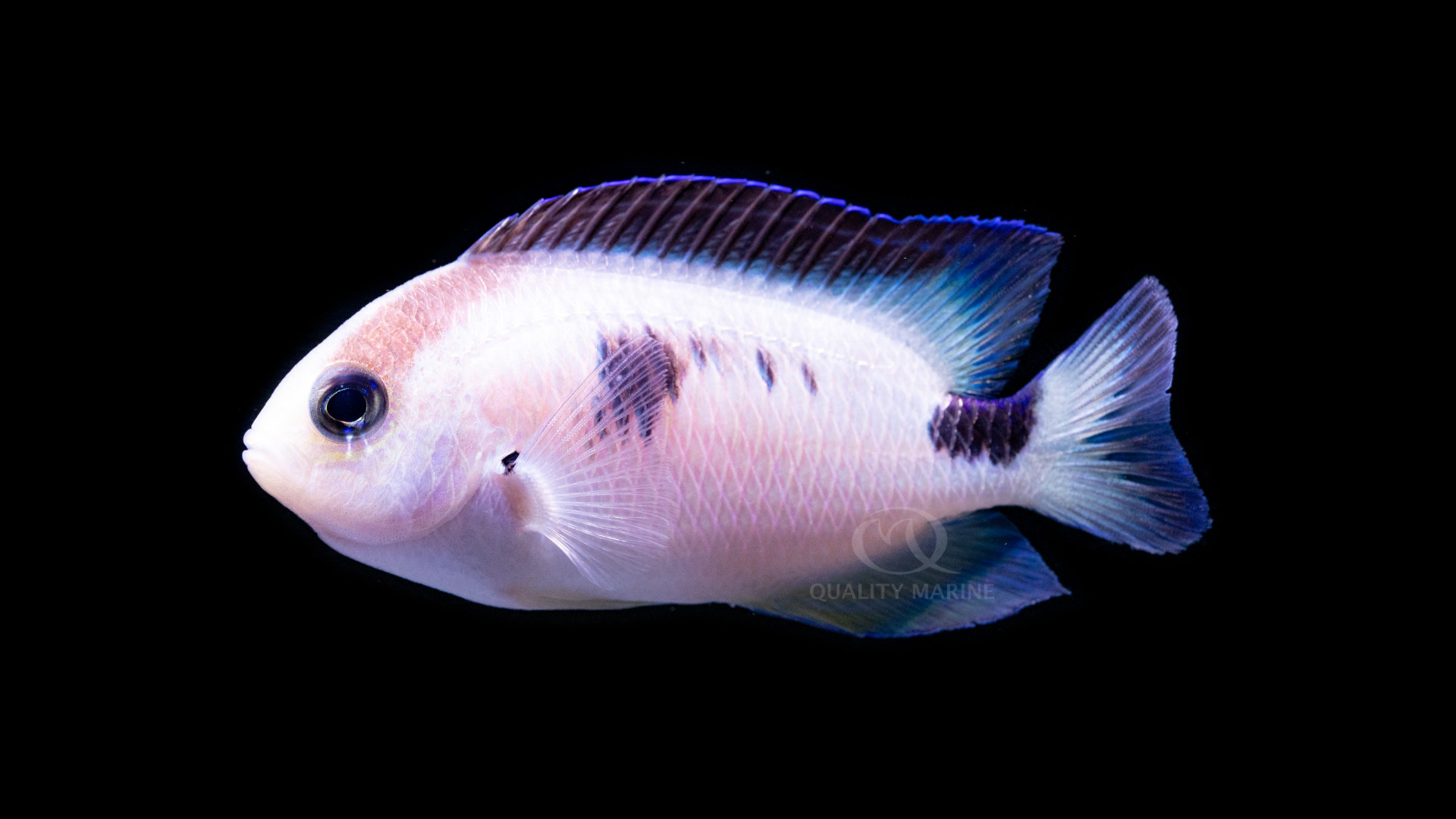 Close-up view of Corazon Damsel showing detailed heart-shaped markings and vibrant blue coloration
