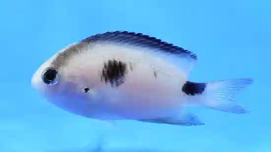 Corazon Damsel displayed in Fish It aquarium setting with other tropical fish