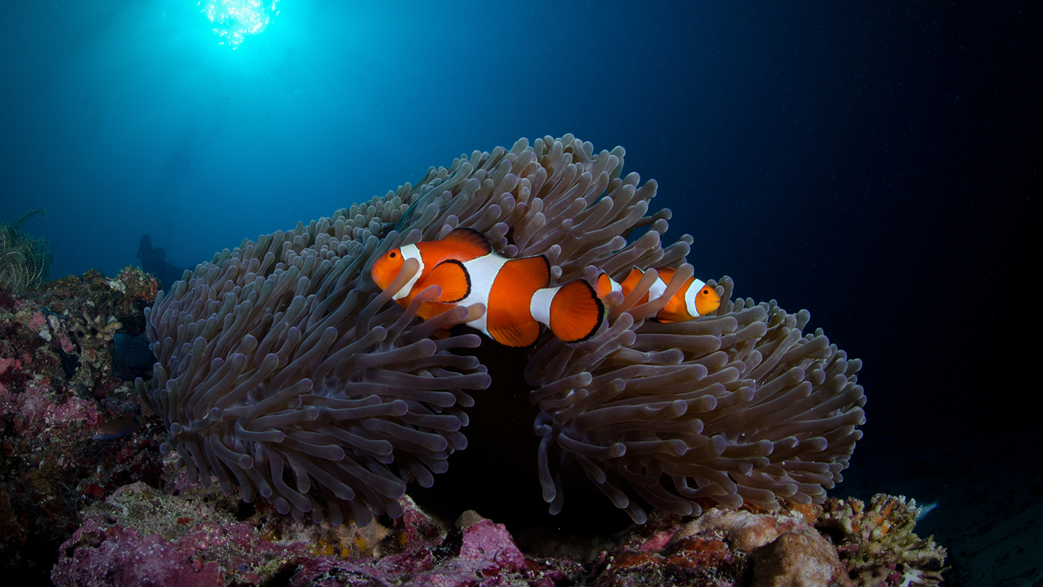 Tropical coral reef habitat where Cow Clownfish can be found
