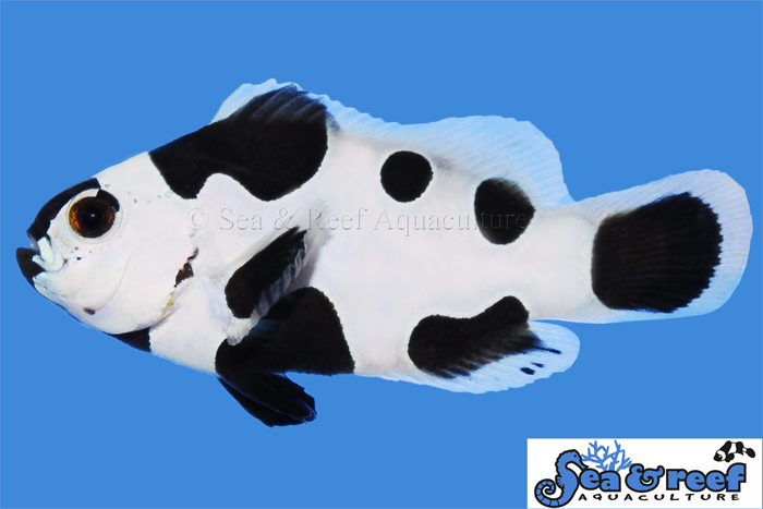Fish It Cow Clownfish