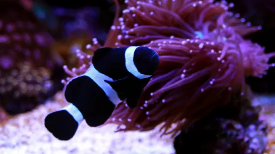 Fish It Darwin Clownfish