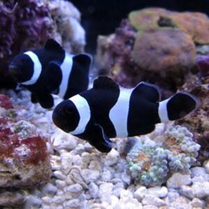 Fisherman patiently waiting for Darwin Clownfish bite