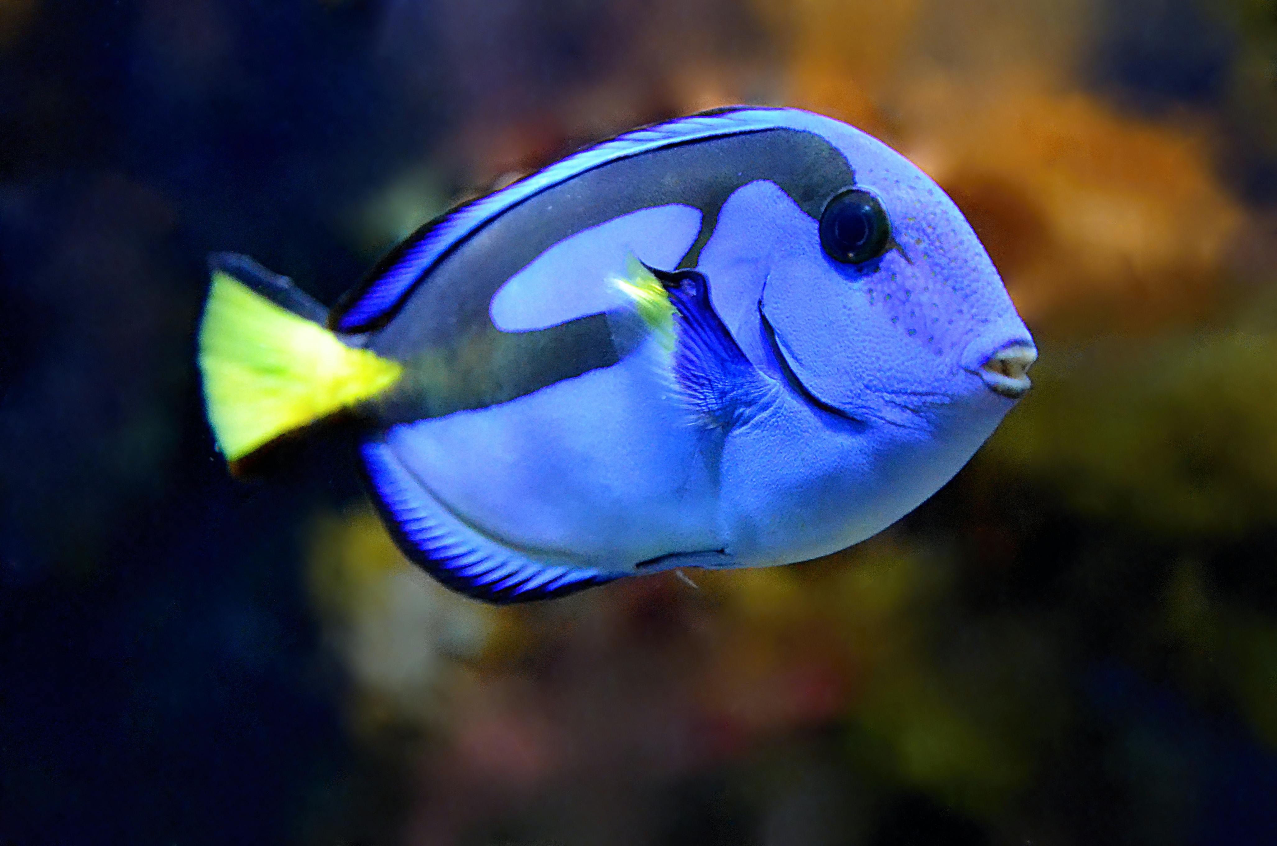 Close-up view of Fade Tang color gradient