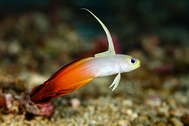 Close-up view of Fire Goby showing color gradient