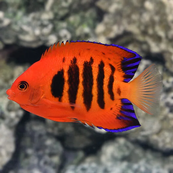 Fish It Flame Angelfish