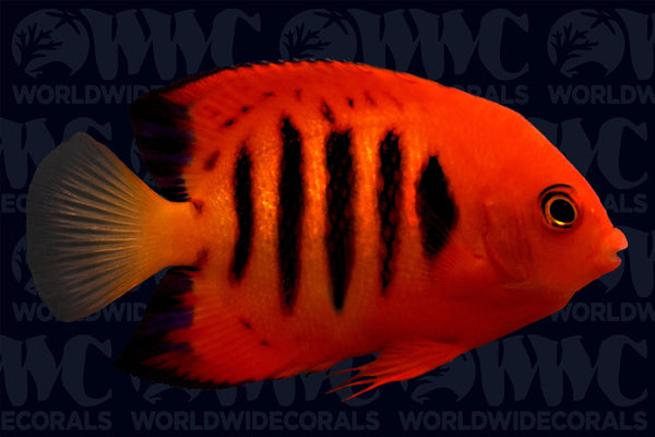 Close-up of Flame Angelfish showing detailed patterns
