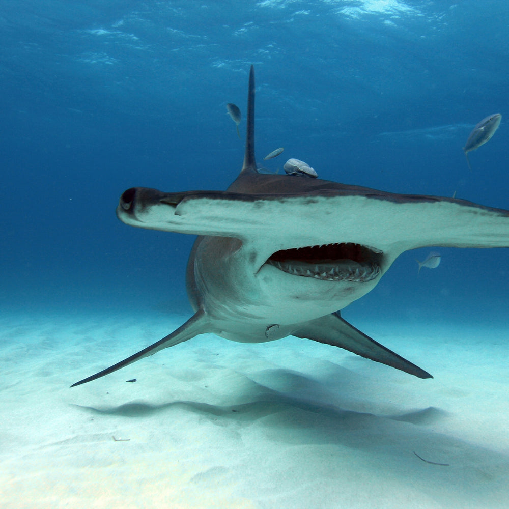 Close-up of hammerhead shark showing unique head shape