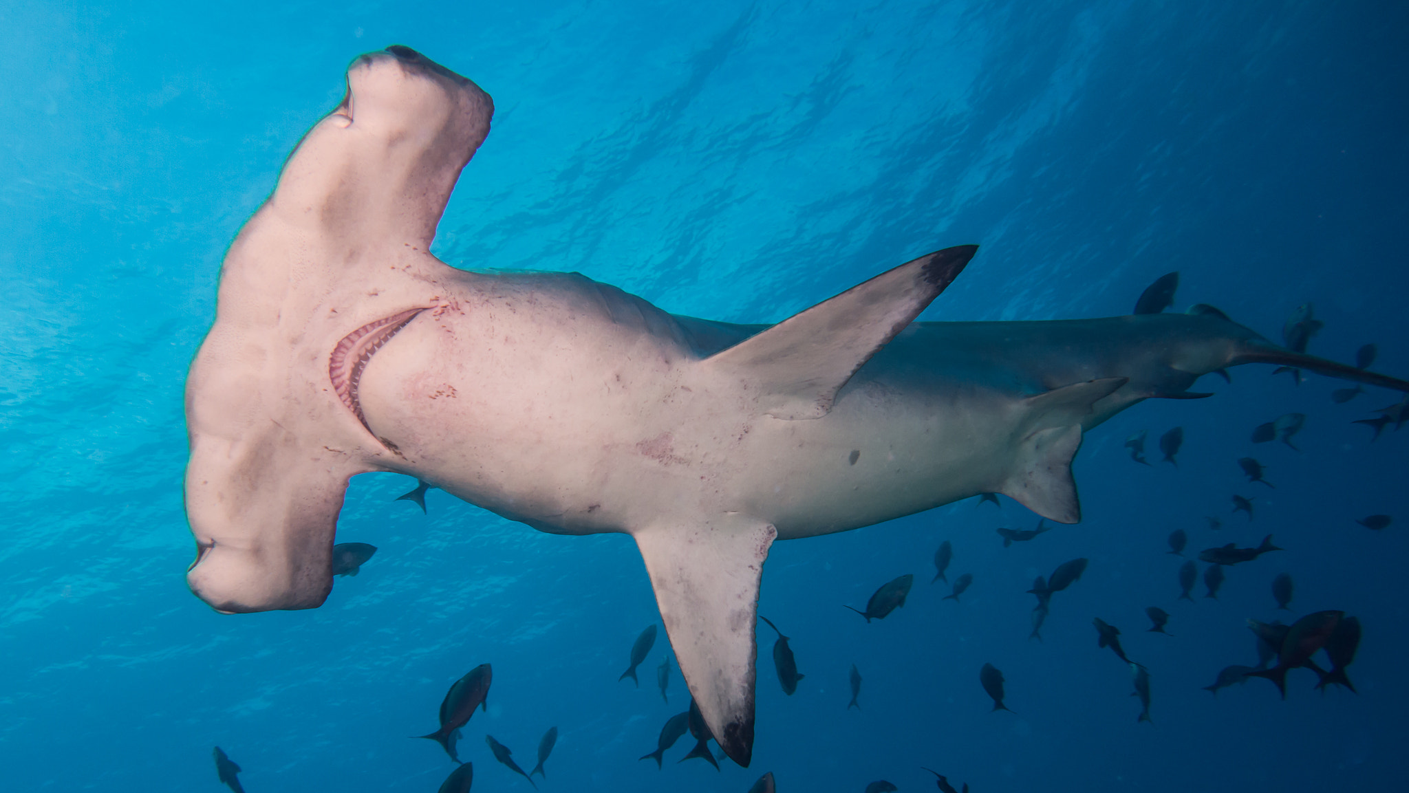 Hammerhead Shark encyclopedia entry showing stats and information