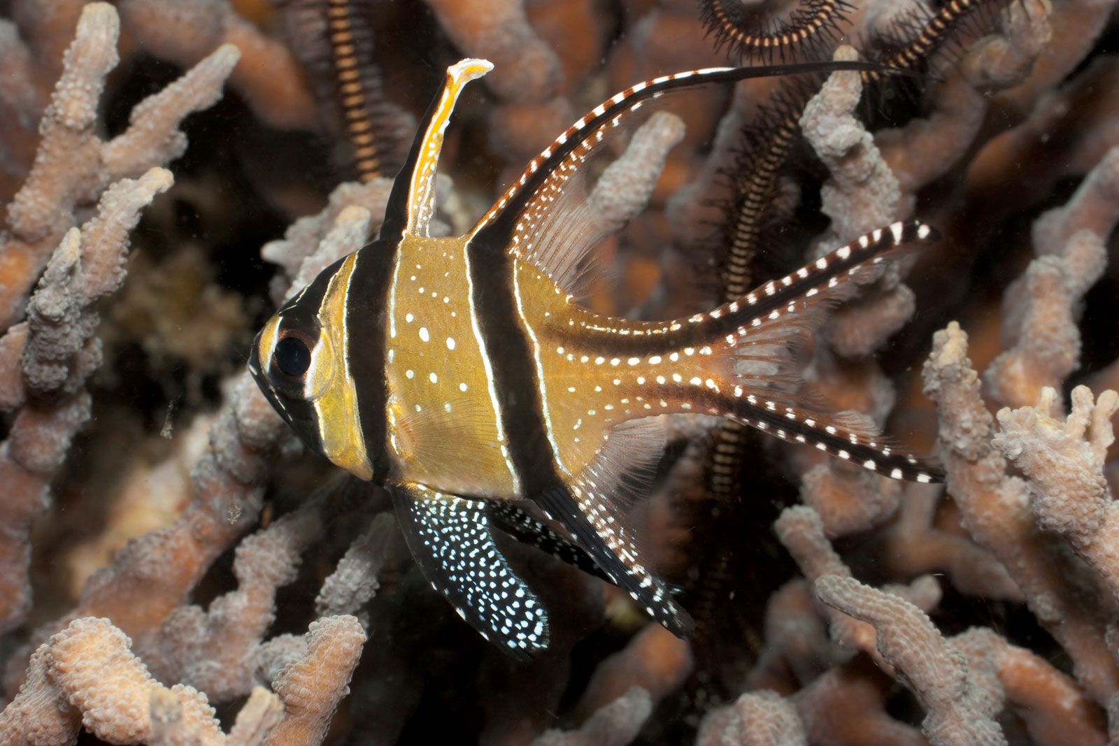 Tropical shallow water environment where Kau Cardinal can be found