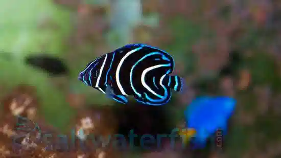 Fish It Korean Angelfish