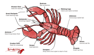 Detailed view of Lobster physical features in Fish It