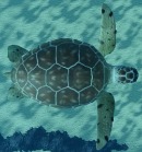 Fish It Loggerhead Turtle