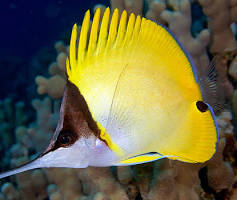 Fish It Longnose Butterfly