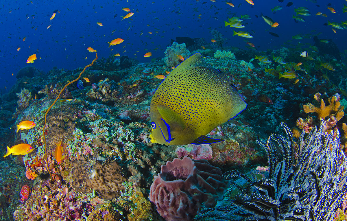 Tropical coral reef habitat showing colorful corals