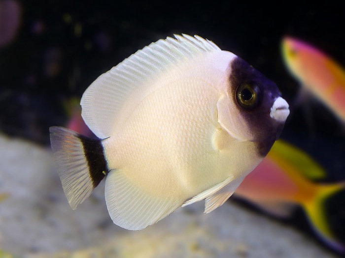 Close-up view of Masked Angelfish showing distinctive facial patterns