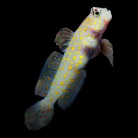 Close-up view of Orangy Goby showing detailed features in Fish It