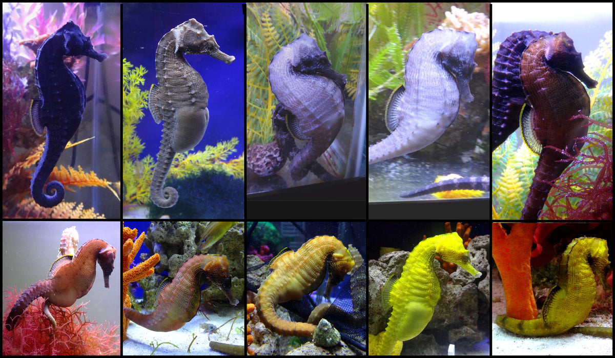 Collection of different Prismy Seahorse color variations and sizes