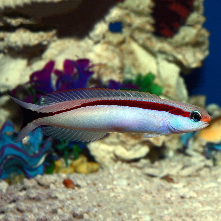 Deep sea rocky terrain where Skunk Tilefish spawns