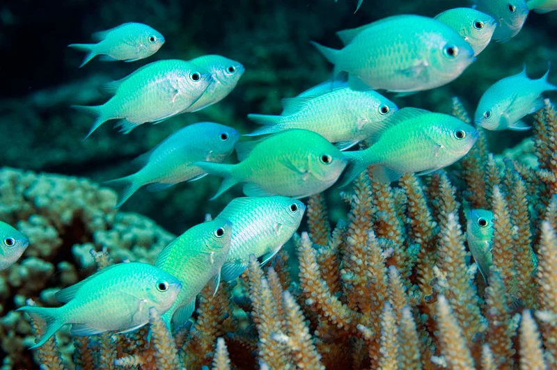 Tropical lagoon environment where Slurpfish Chromis spawns