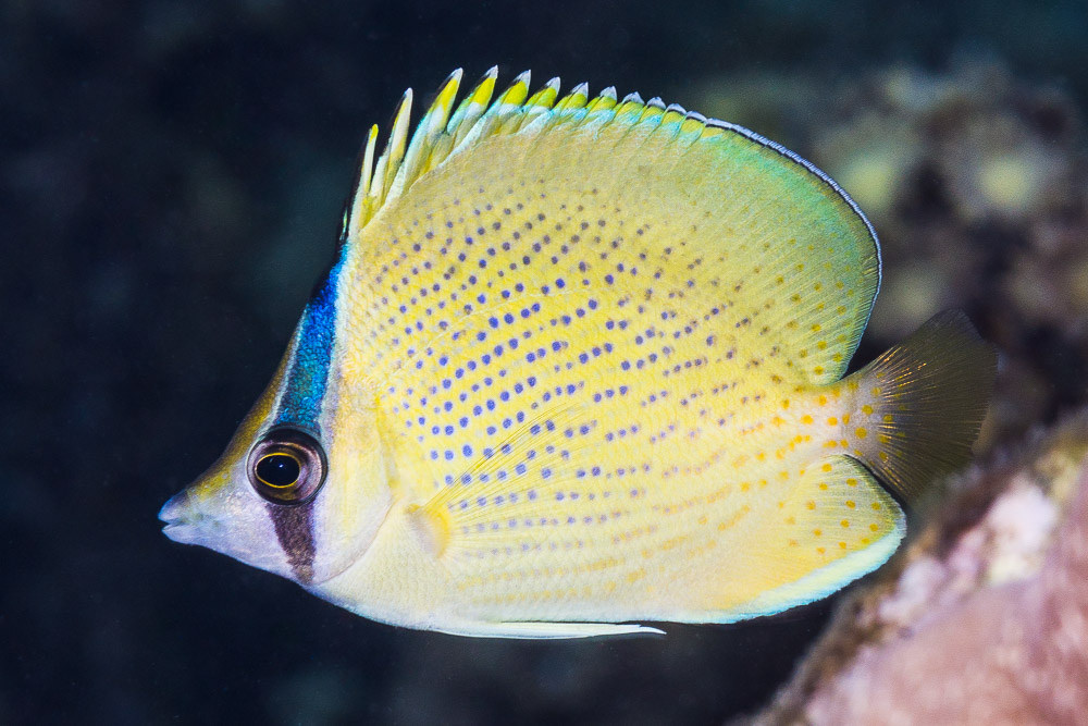 Coral reef habitat where Specked Butterfly fish are found