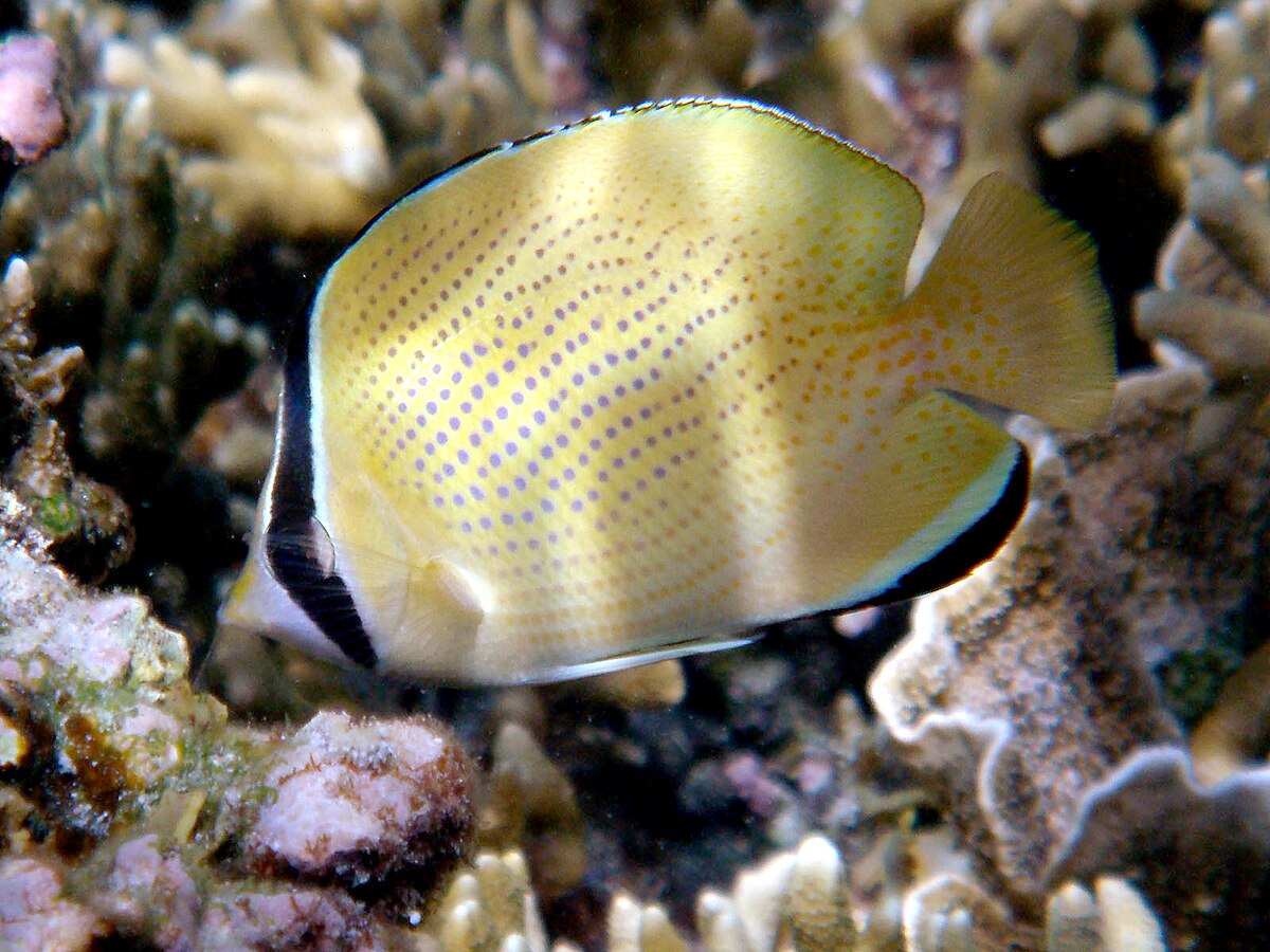 Close-up of Specked Butterfly fish showing detailed spots