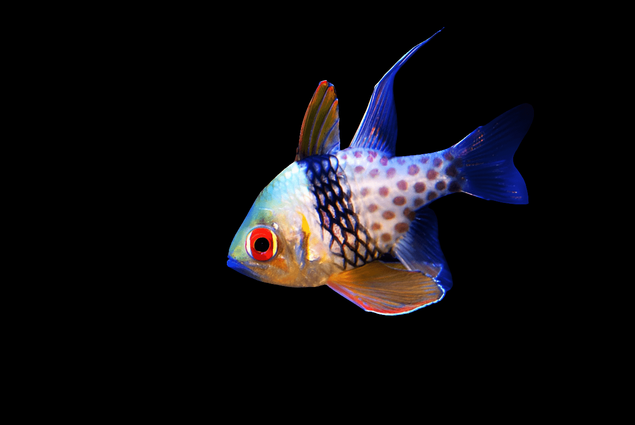 Sushi Cardinal nocturnal behavior near glowing coral