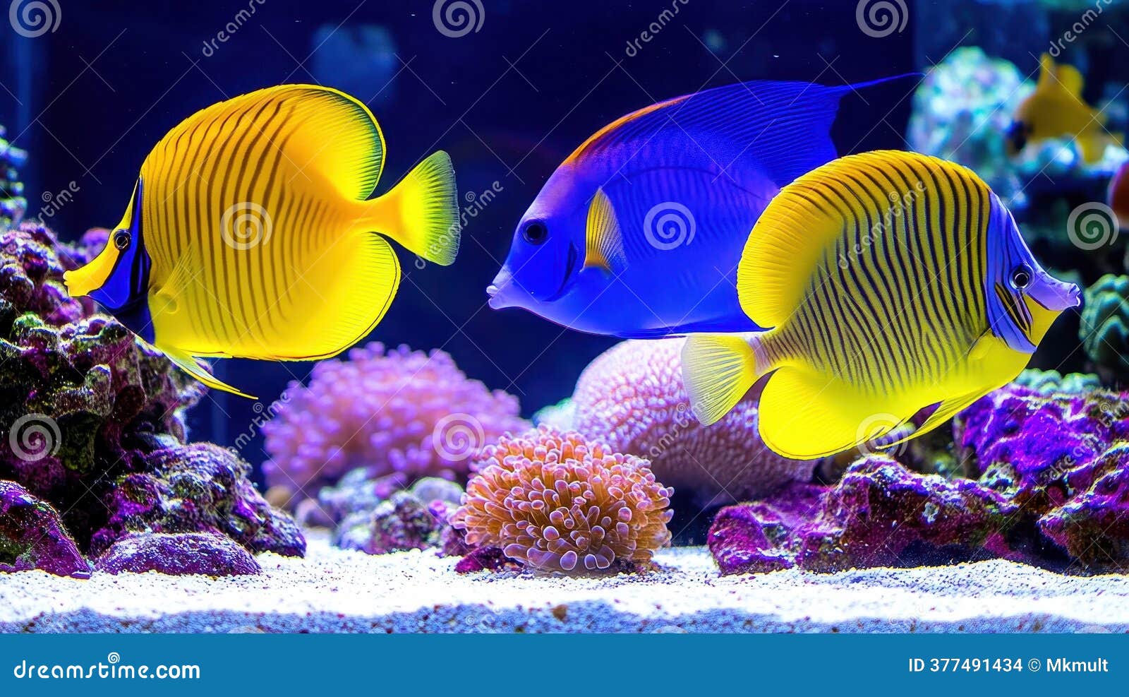 Tropical coral reef habitat showing colorful fish swimming together