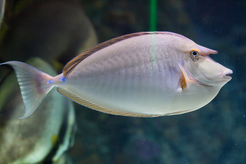 Fish It Unicorn Tang