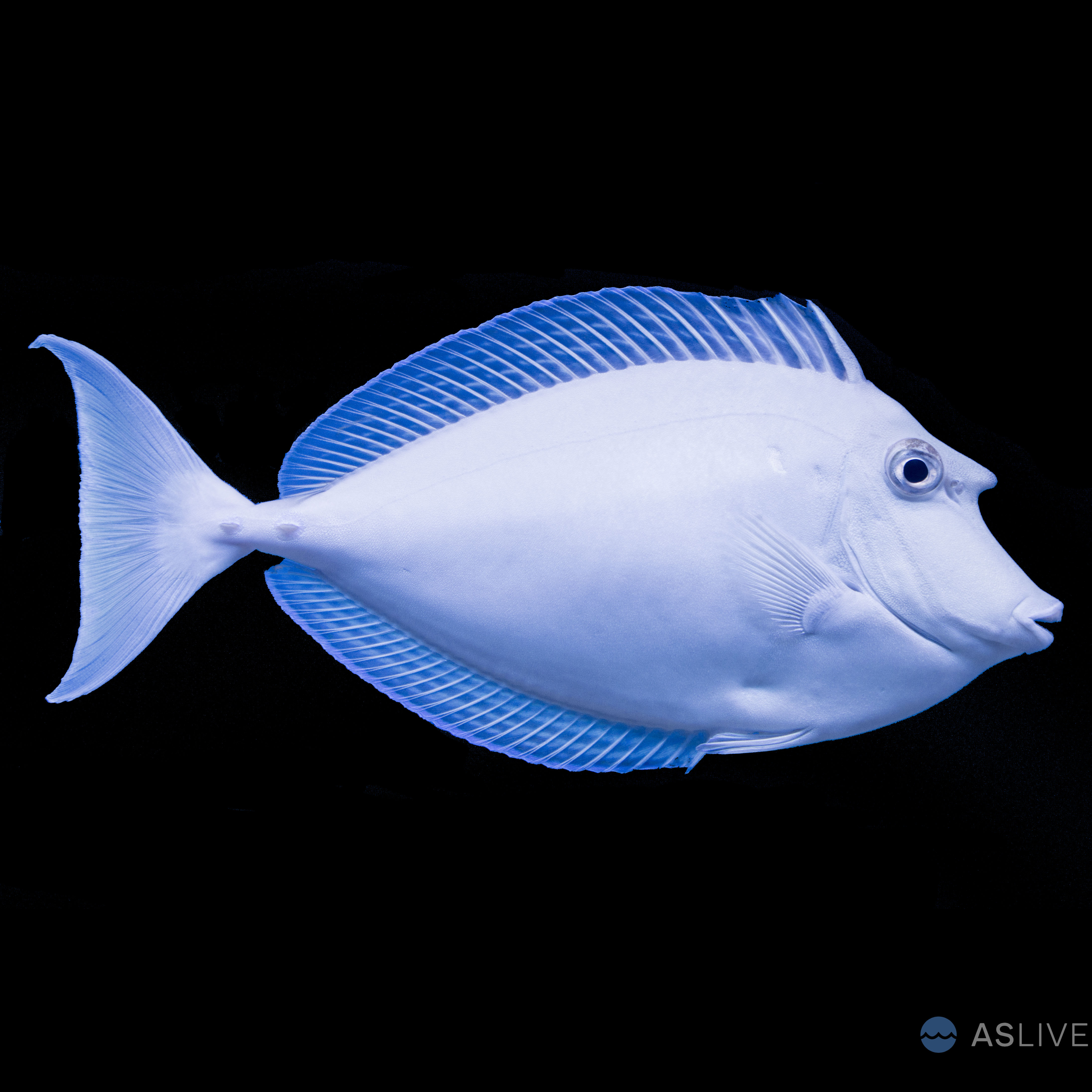 Unicorn Tang swimming in Fisherman Island waters