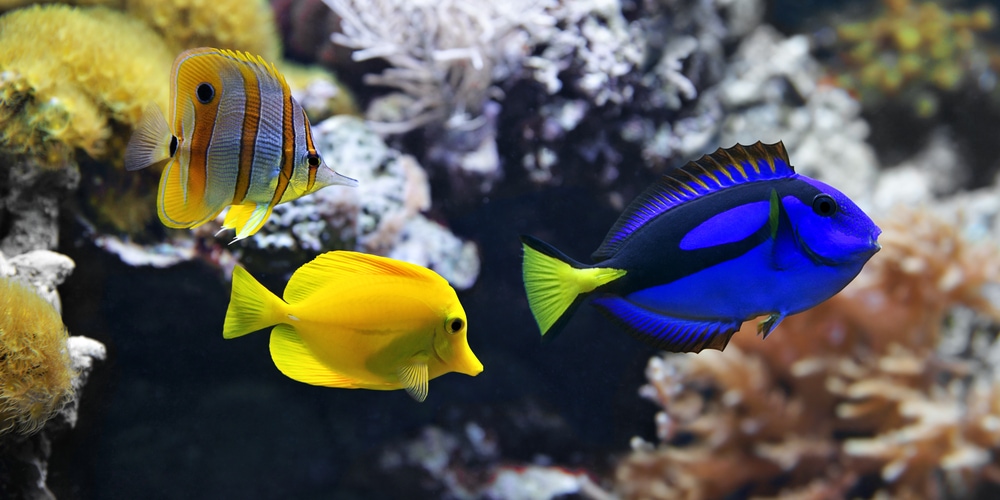 Vintage Blue Tang size comparison with other fish