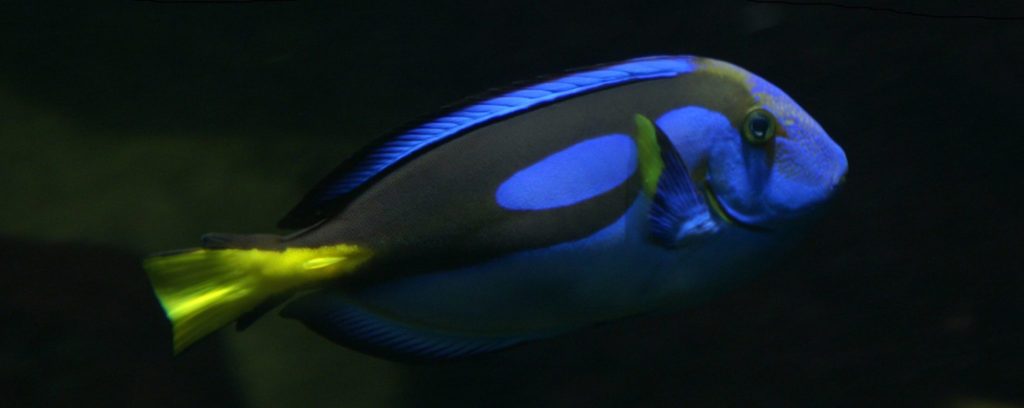 Successful Vintage Blue Tang capture celebration