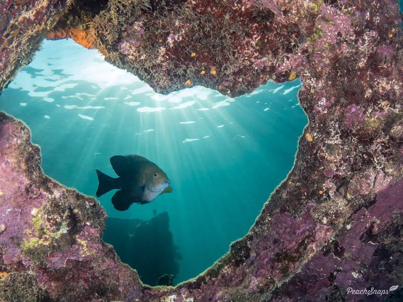 Tropical lagoon habitat showing coral reefs where Vintage Damsel spawns