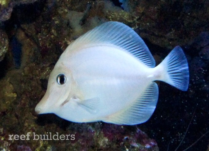 Fish It White Tang