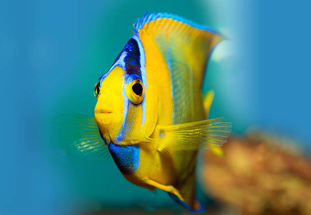 Close-up view of Yellowstate Angelfish patterns