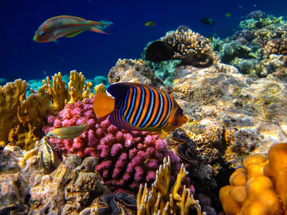 Coral reef habitat of Yellowstate Angelfish